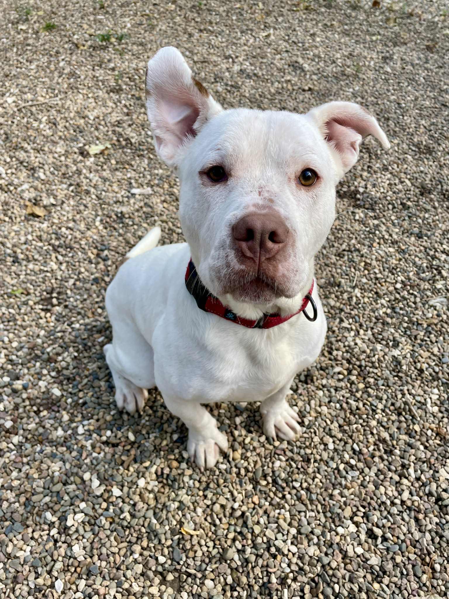 Pogo, Adoptable, Adult Male American Bully.
