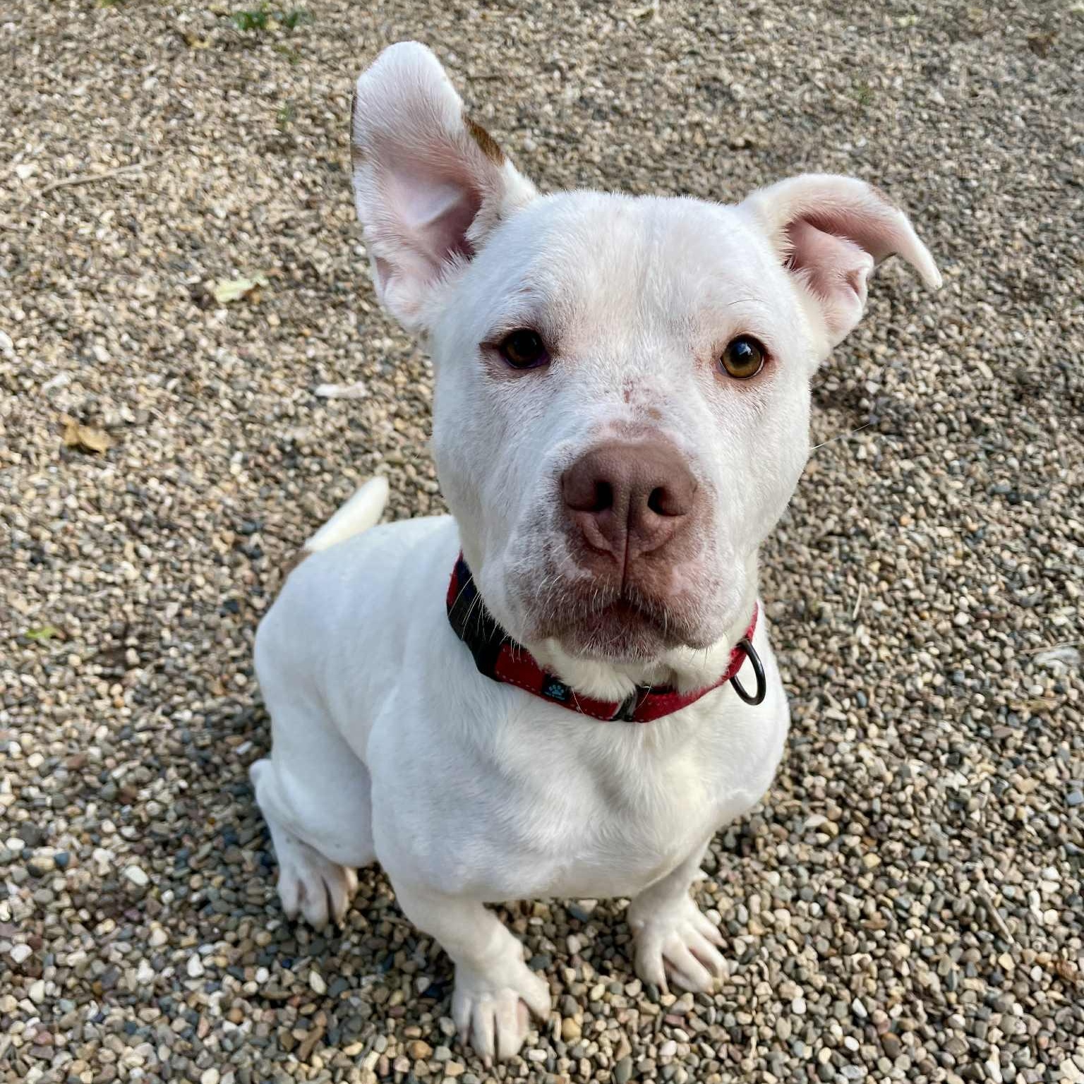 Pogo, a Adoptable mixed breed in Waterloo, IA image 3/6