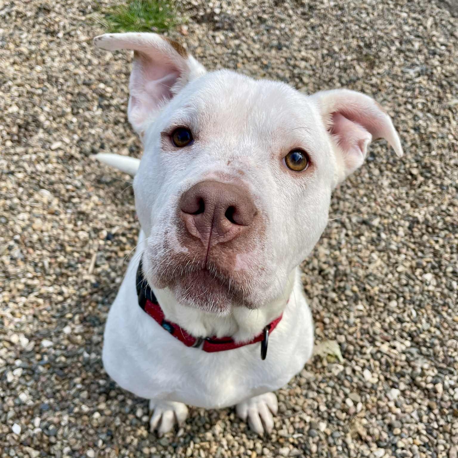 Pogo, a Adoptable mixed breed in Waterloo, IA image 4/6