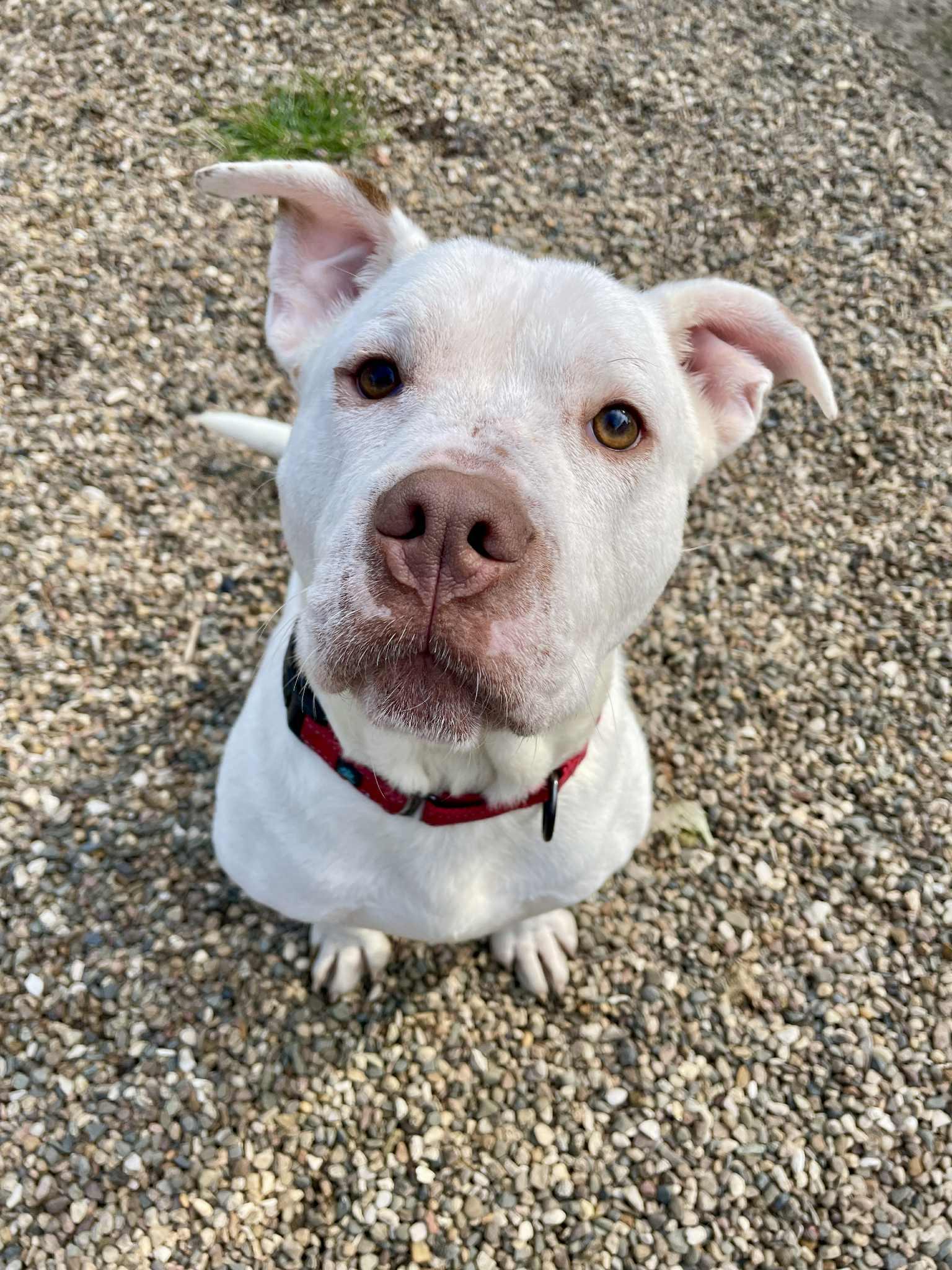 Enlarge Pogo, a Adoptable mixed breed in Waterloo, IA image 5/6