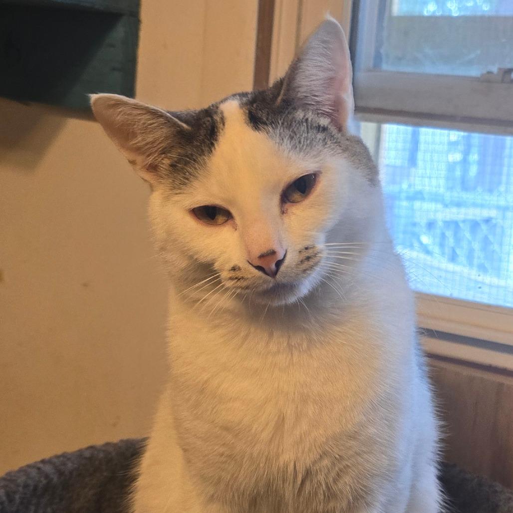 Charlie Chaplin, a Adoptable Domestic Short Hair in Hanna City, IL image 1/2