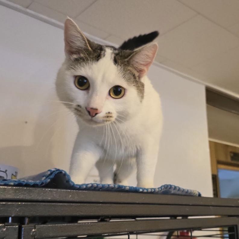 Charlie Chaplin, a Adoptable Domestic Short Hair in Hanna City, IL image 2/2