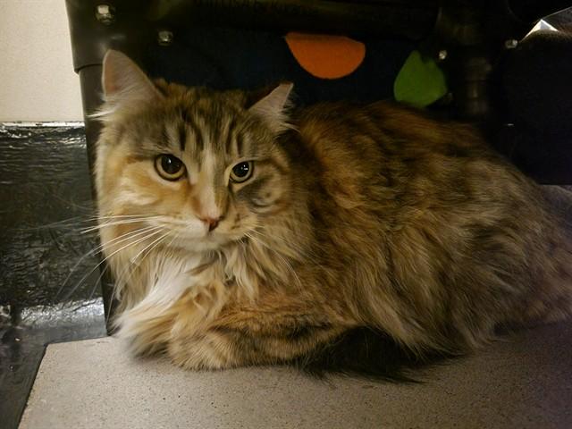 SAUCEPAN, Adoptable, Young Female Domestic Long Hair.