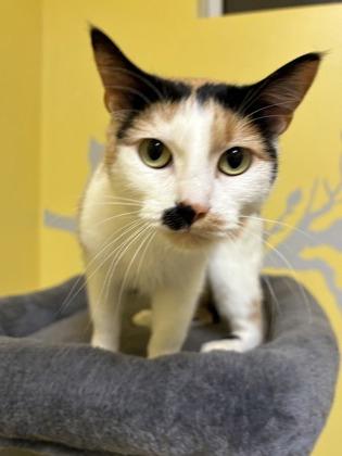 Enlarge Hester, a Adoptable Domestic Short Hair in Beatrice, NE image 1/2