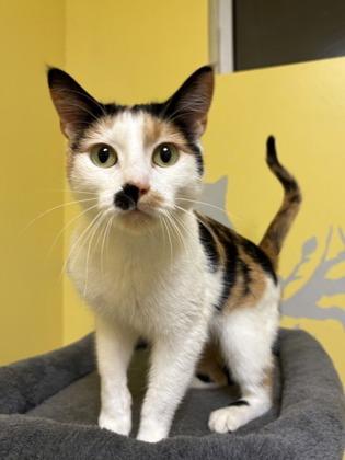 Hester, Adoptable, Adult Female Domestic Short Hair & Domestic Short Hair.