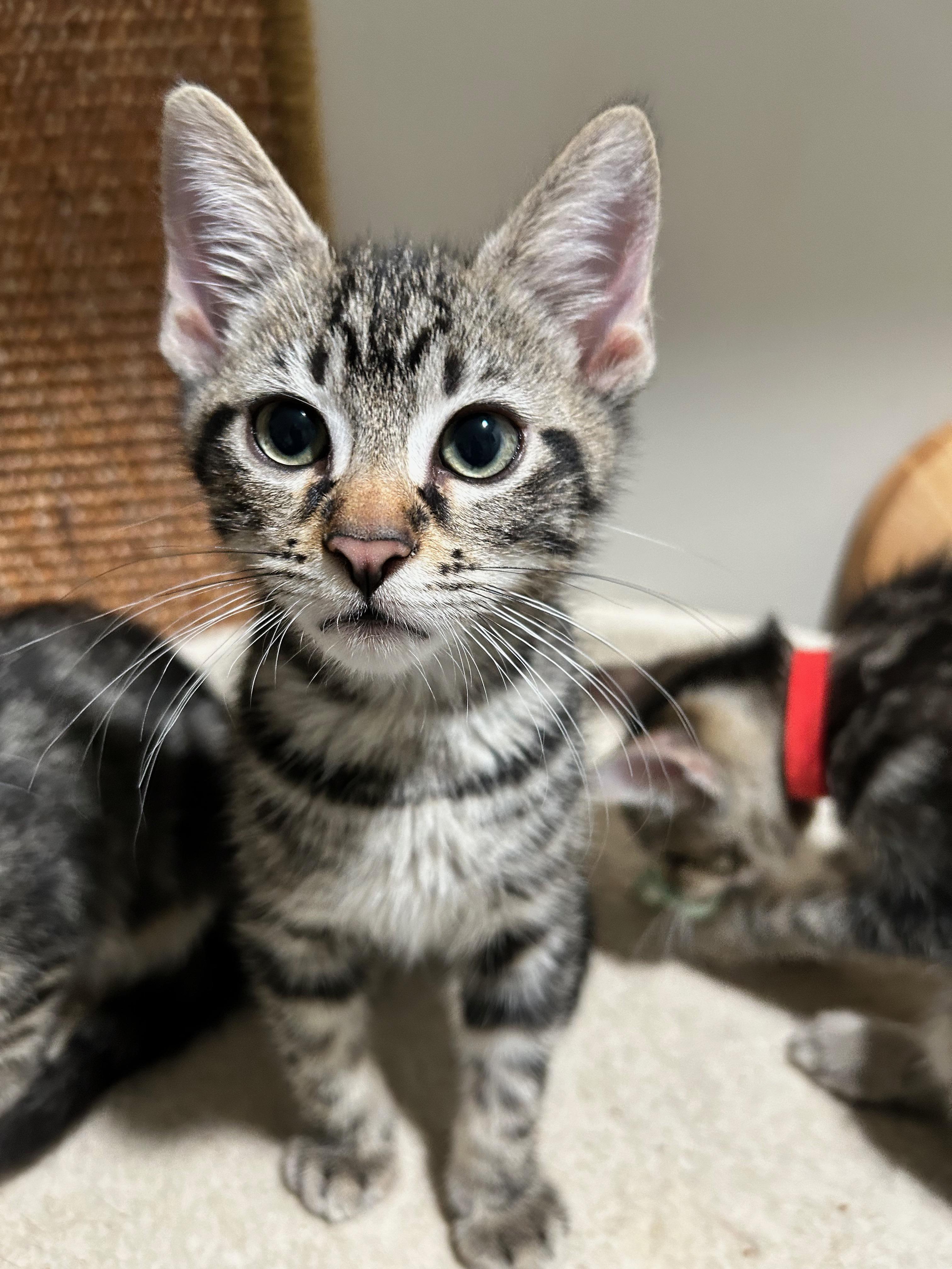 The Glam Group -14 sibling/cousin kittens in 1 foster home