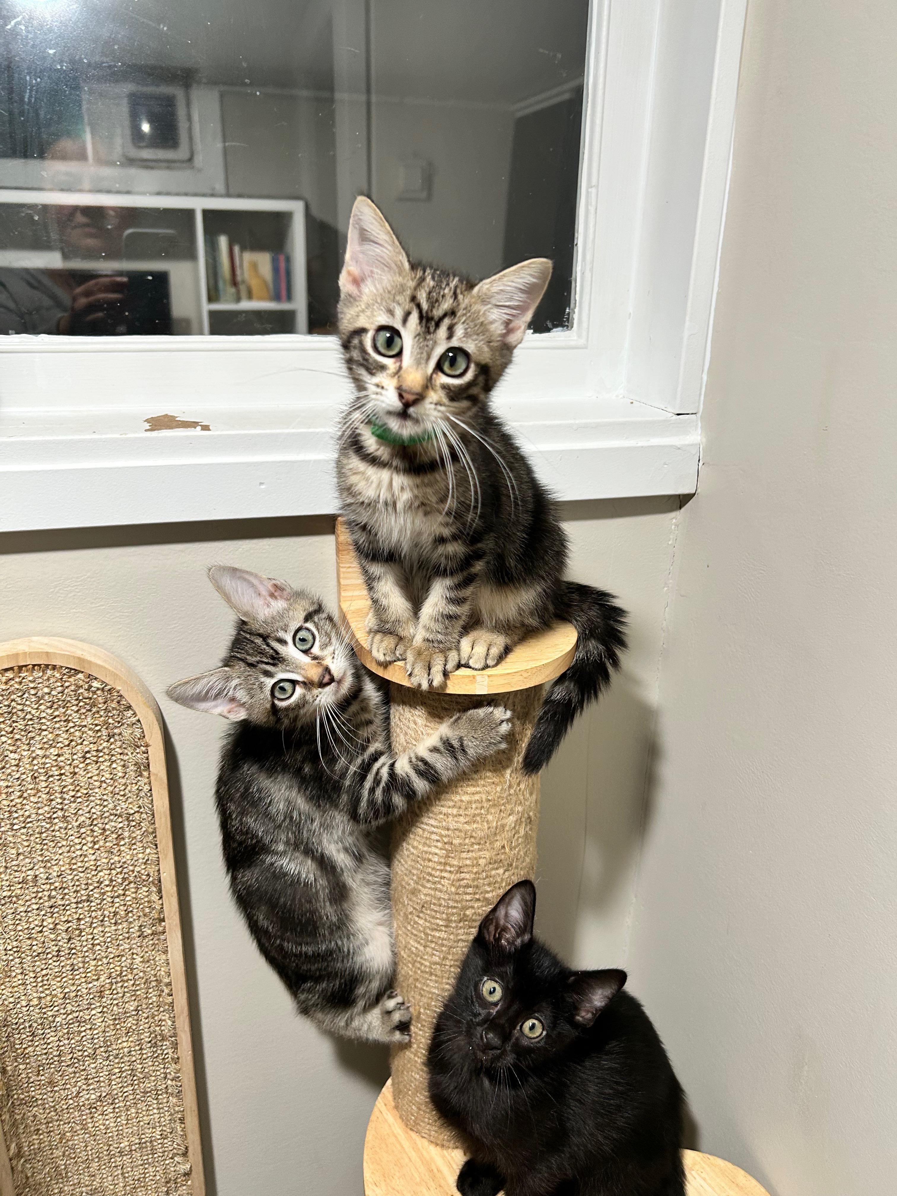 The Glam Group -14 sibling/cousin kittens in 1 foster home