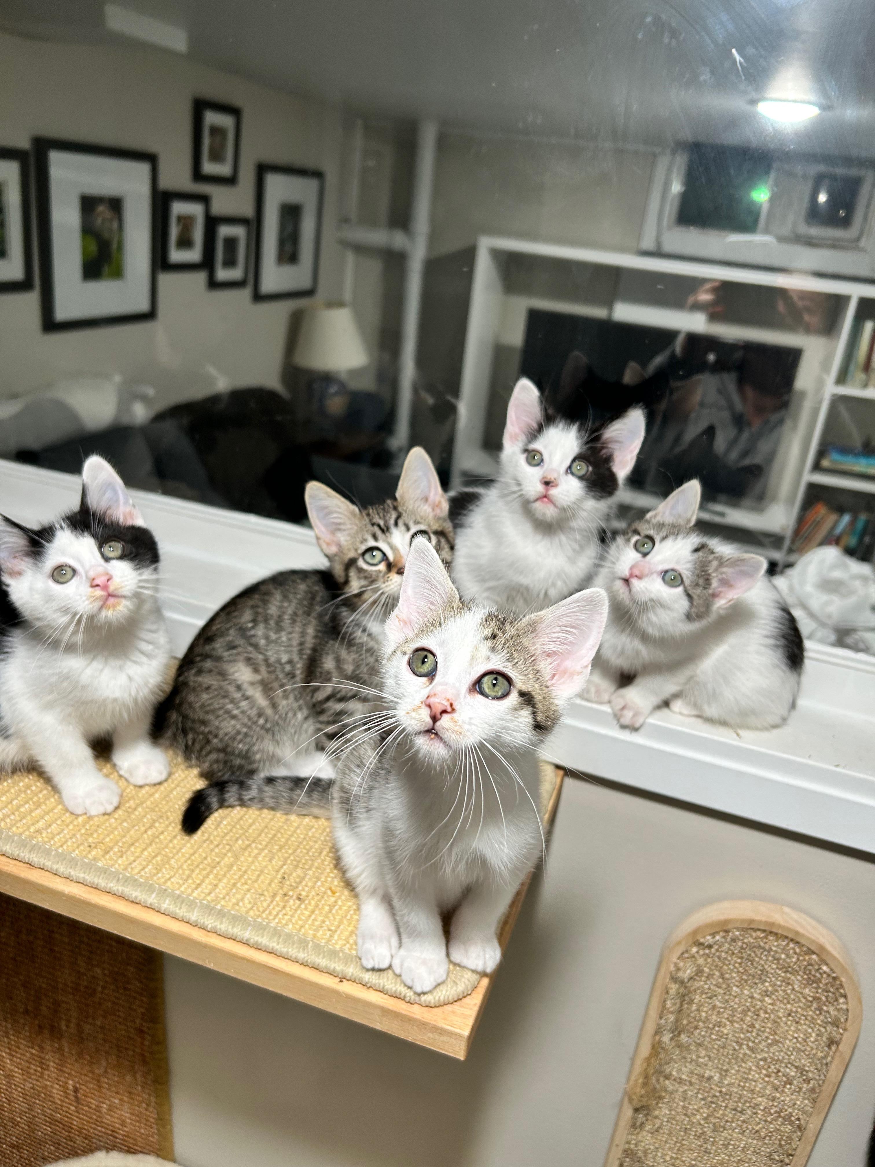 The Glam Group -14 sibling/cousin kittens in 1 foster home