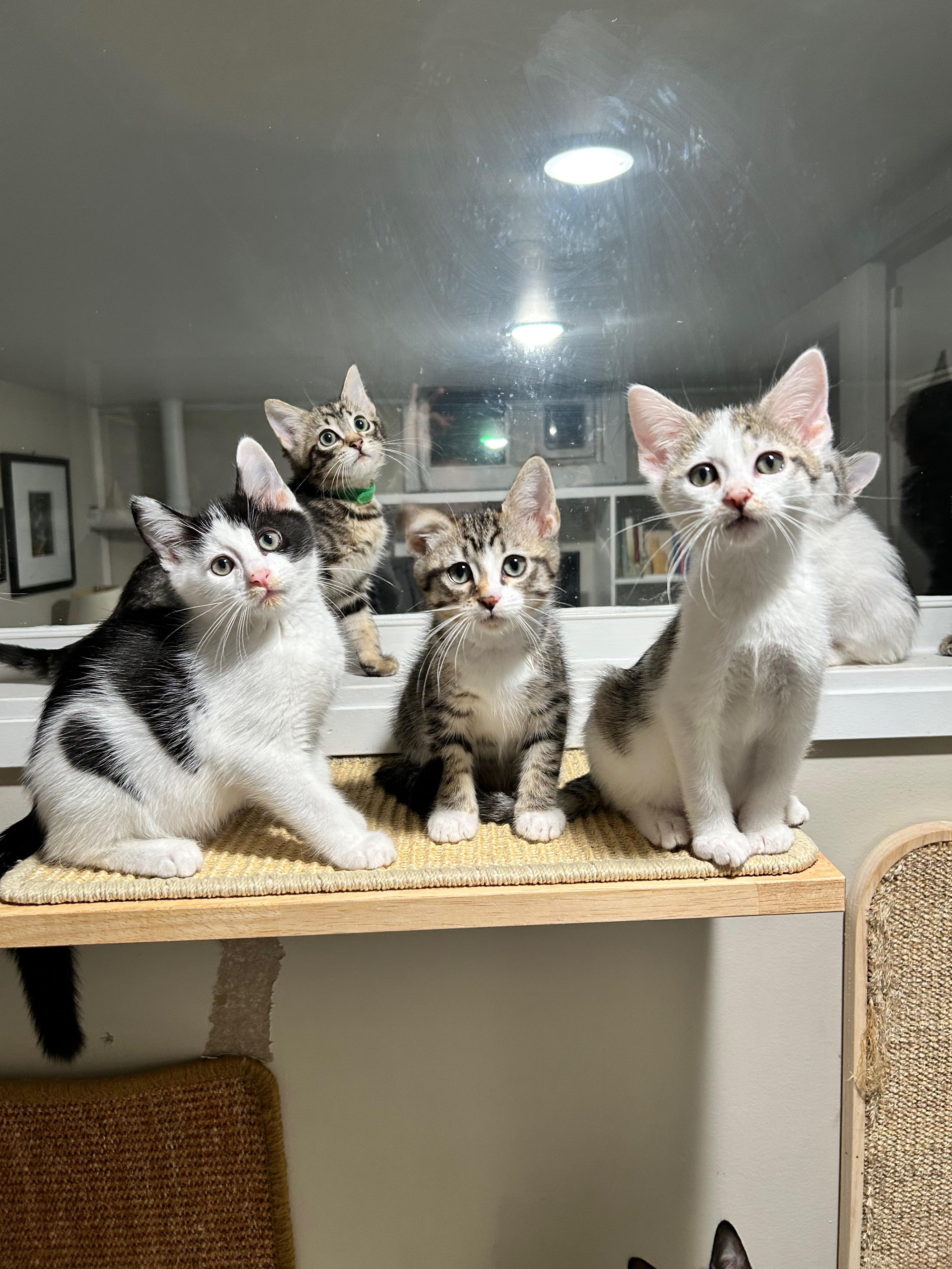 The Glam Group -14 sibling/cousin kittens in 1 foster home