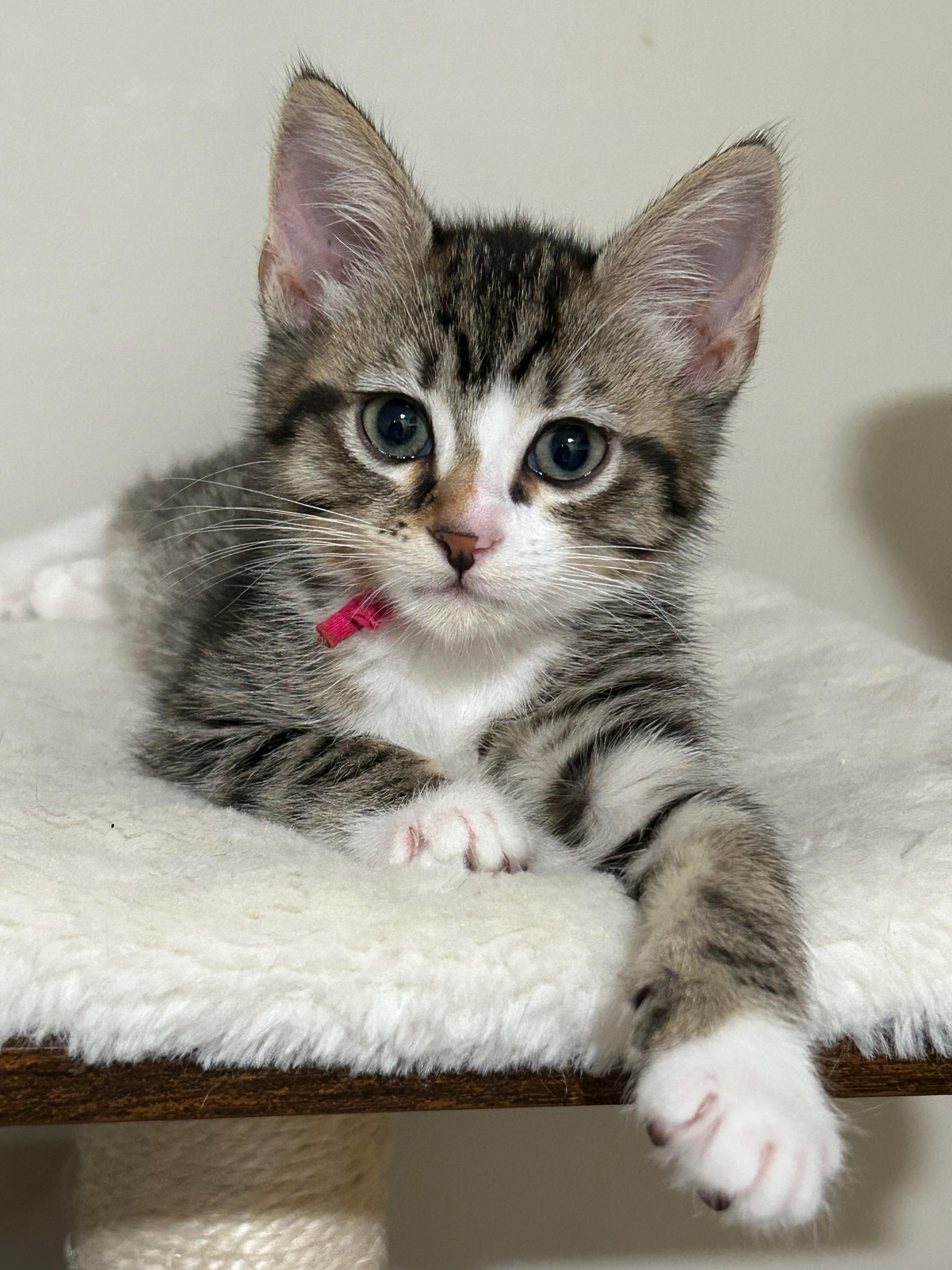 The Glam Group -14 sibling/cousin kittens in 1 foster home