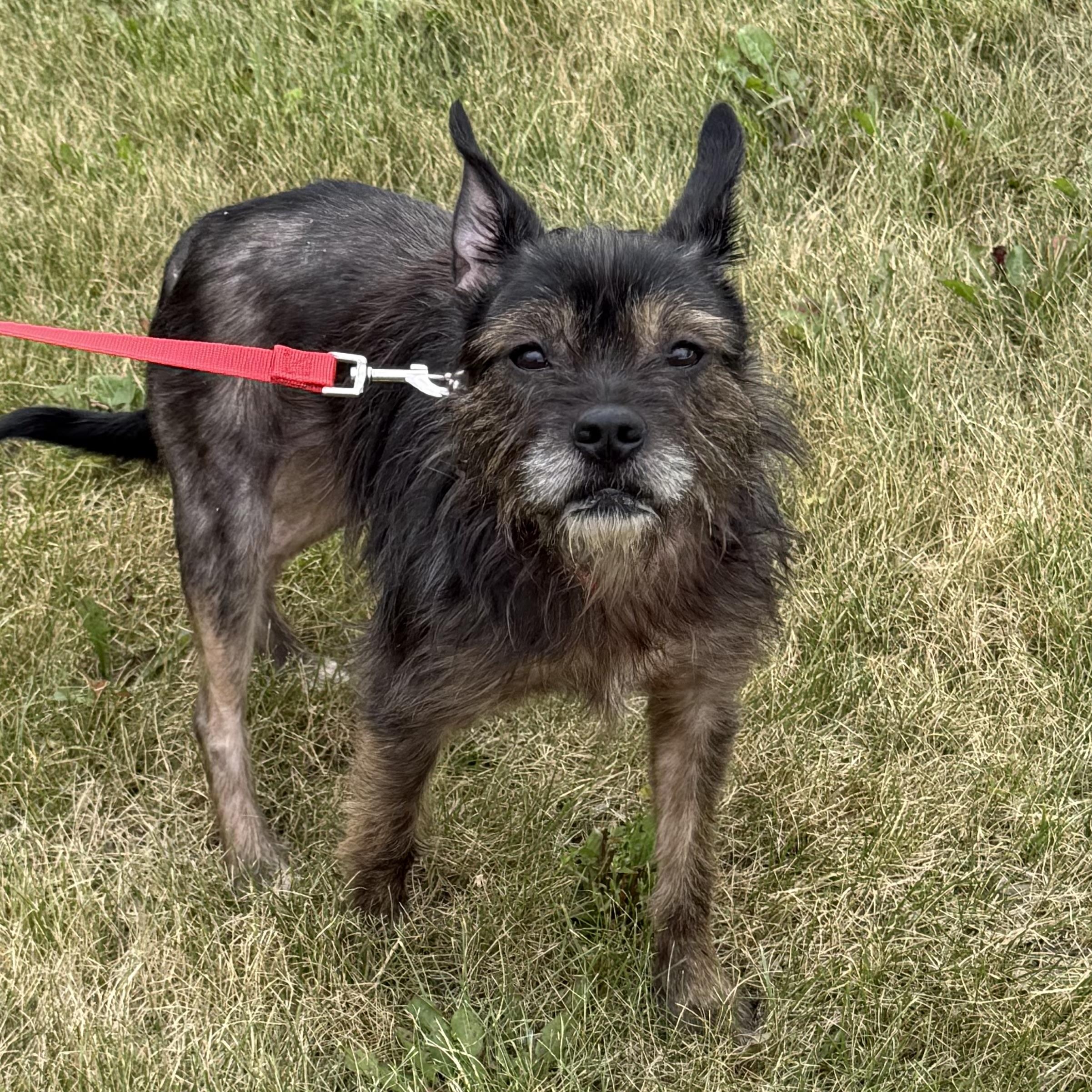 Enlarge Twig, an adopted mixed breed in Libertyville, IL image 5/6