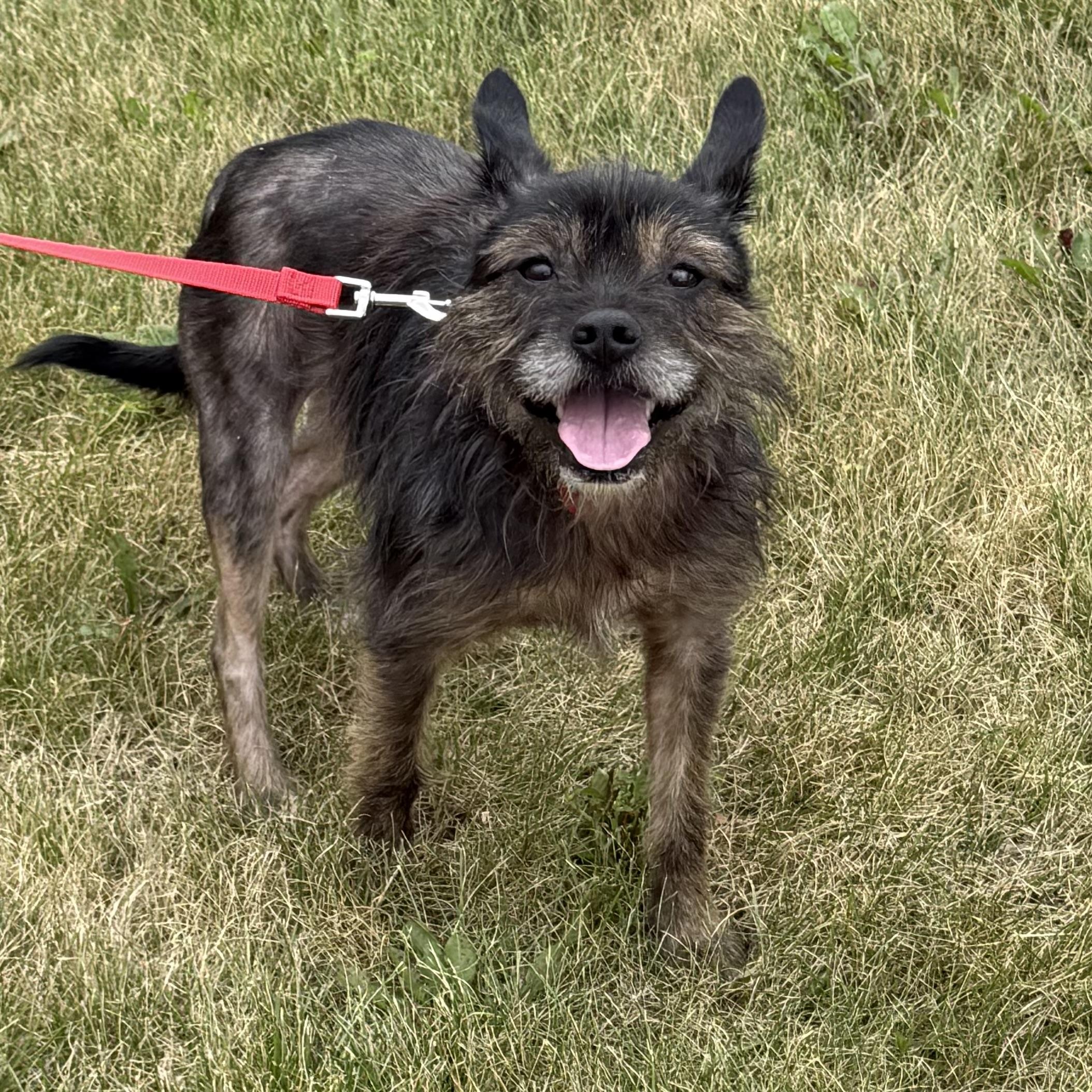 Twig, adopted, Adult Male Terrier.