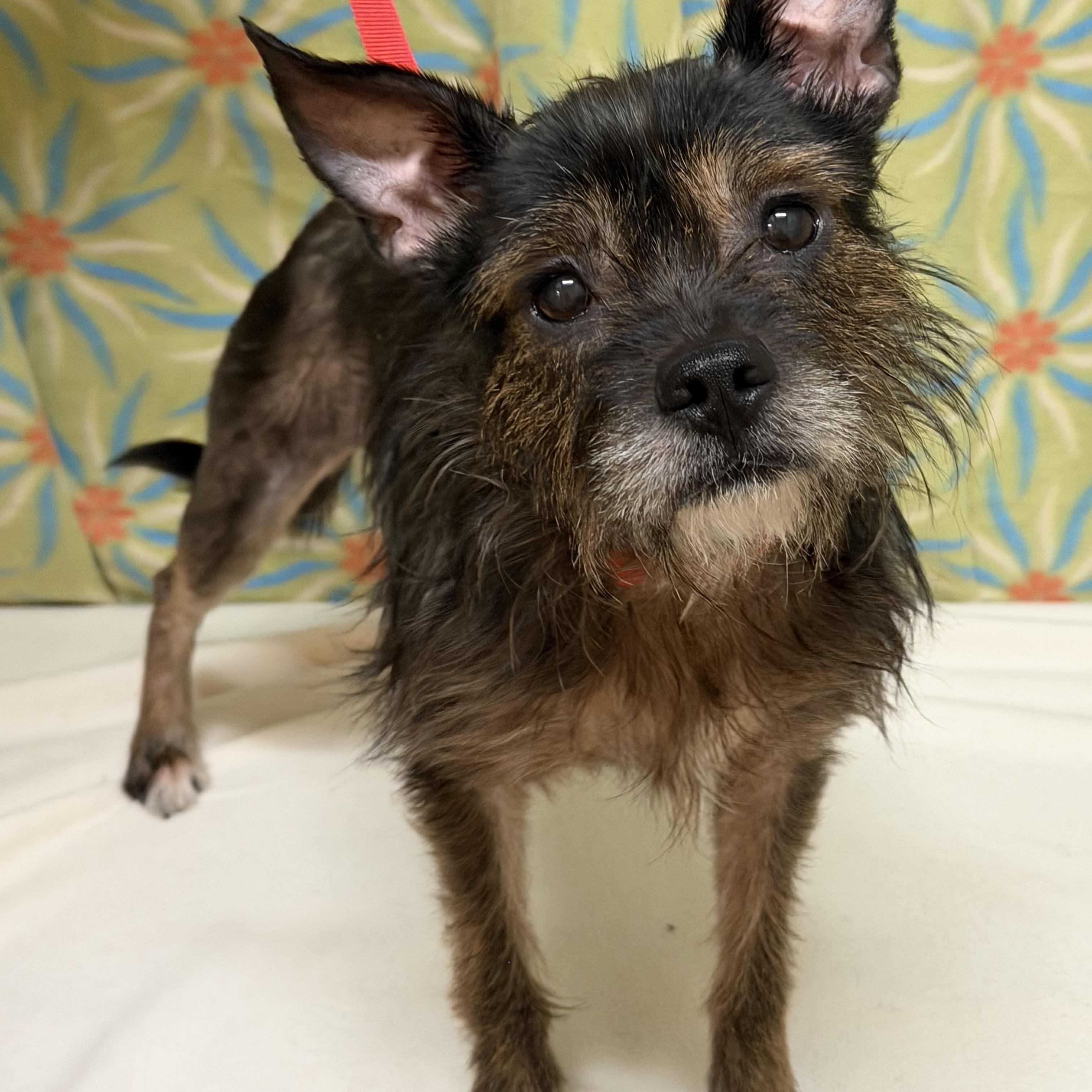 Enlarge Twig, an adopted mixed breed in Libertyville, IL image 6/6