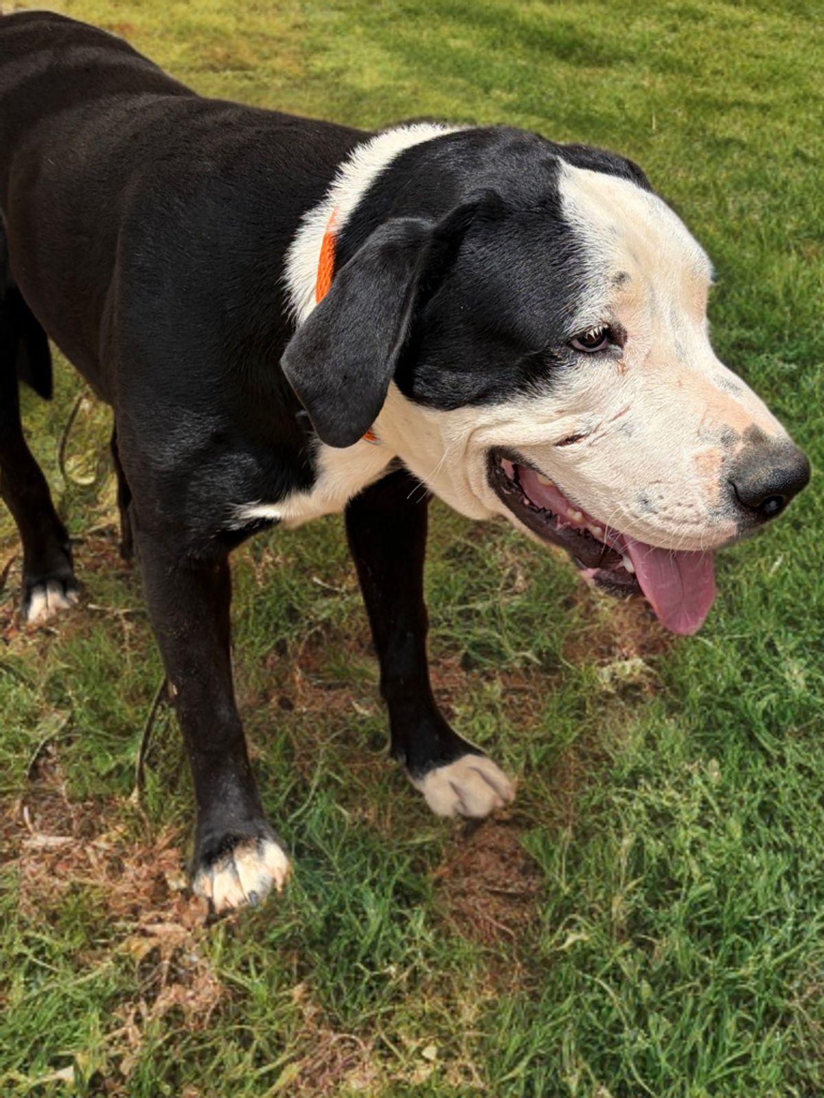 Hansel, Adoptable, Adult Male American Staffordshire Terrier.