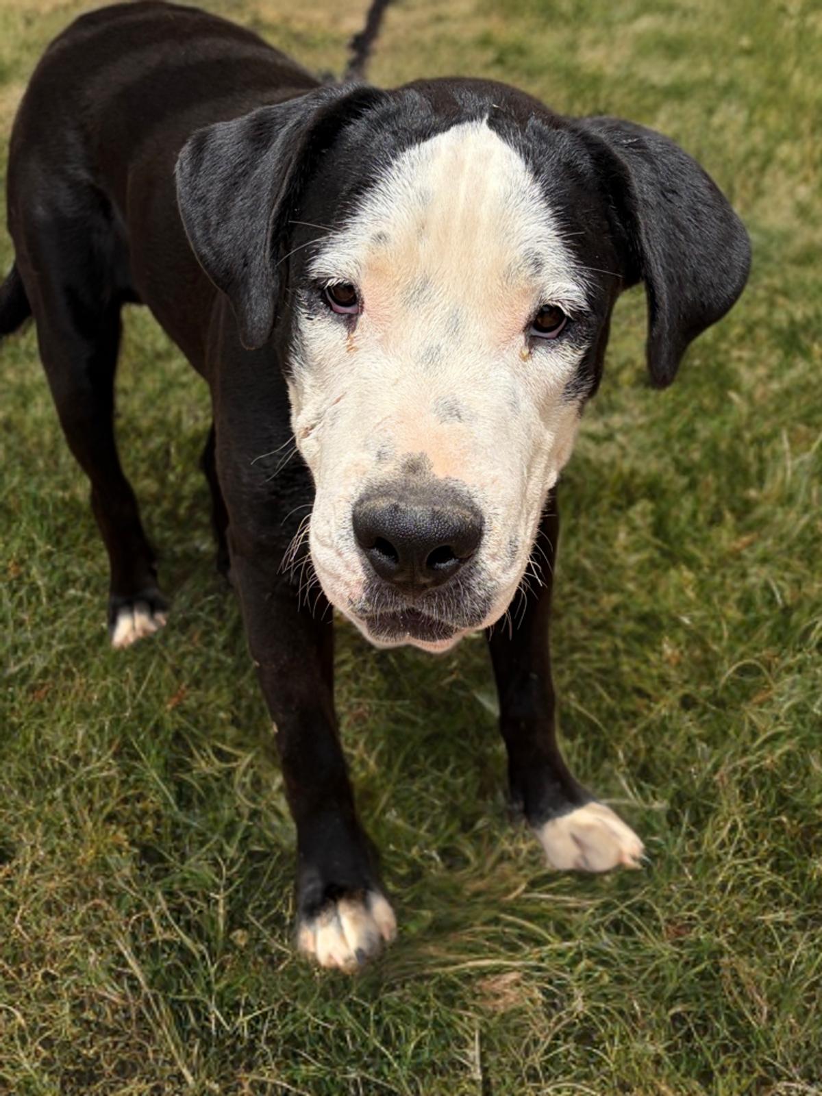 Enlarge Hansel, a Adoptable American Staffordshire Terrier in Kingman, AZ image 2/3