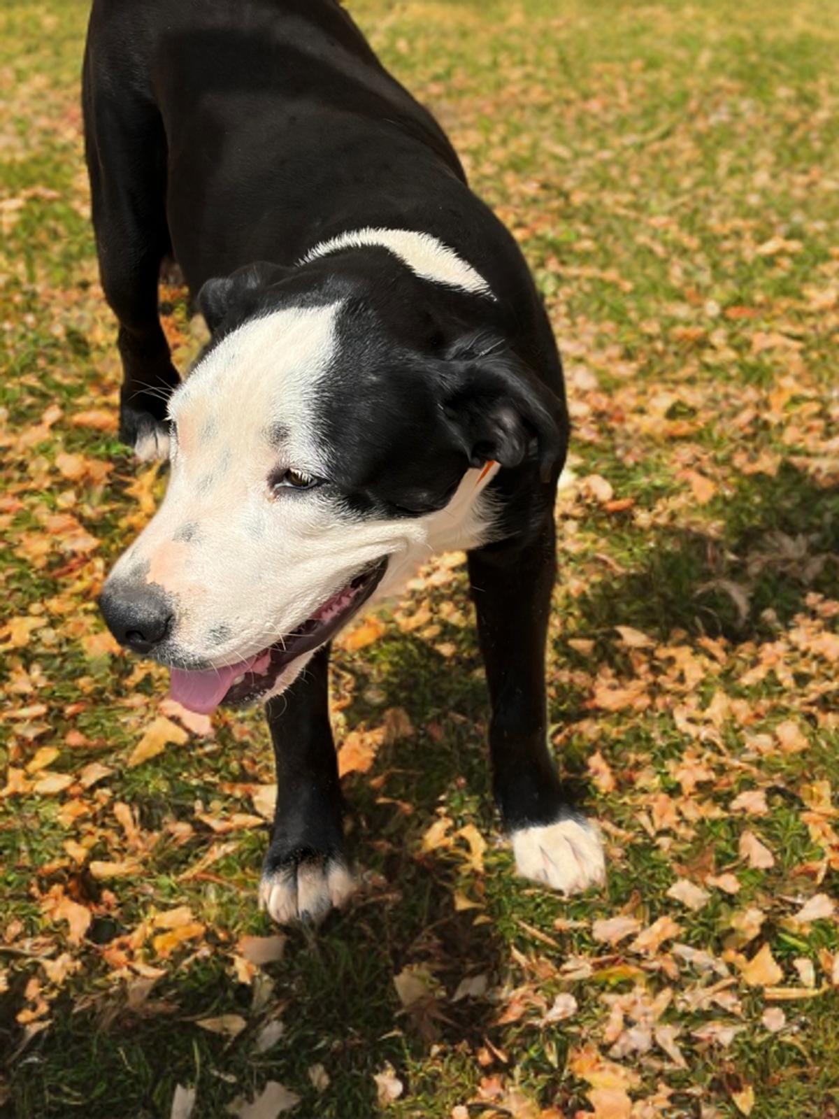 Enlarge Hansel, a Adoptable American Staffordshire Terrier in Kingman, AZ image 3/3
