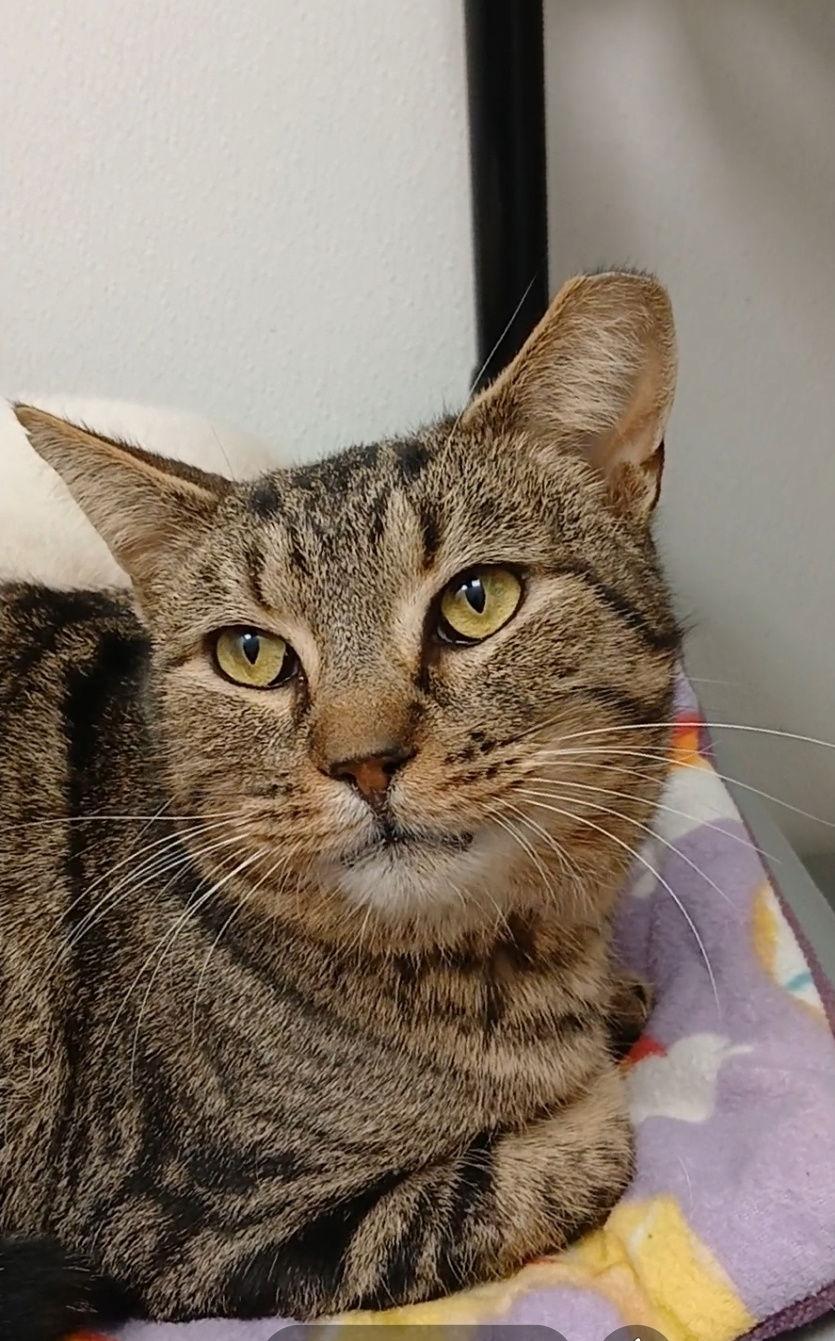 Enlarge Torch, a Adoptable mixed breed in Bay City, MI image 1/1