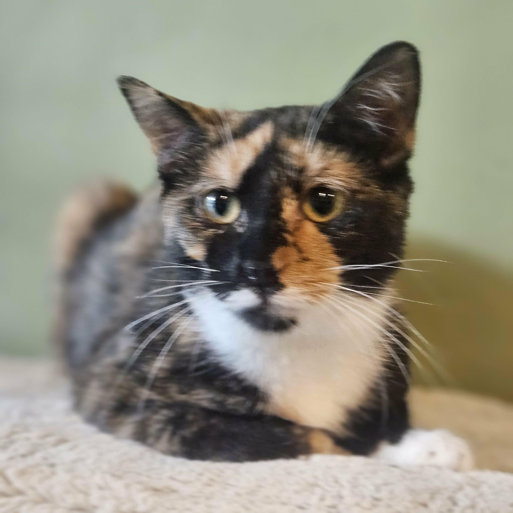 Enlarge Collette - Adoption Pending, an adopted Domestic Short Hair in Rochester, NY image 2/4