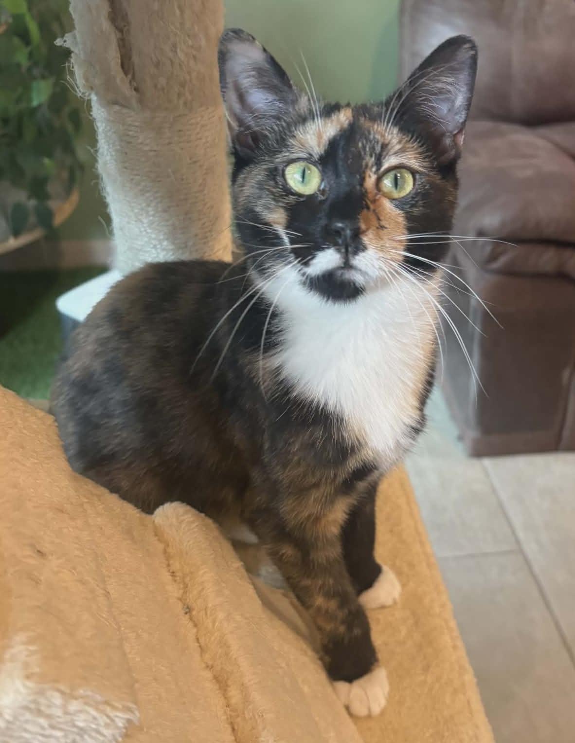 Enlarge Collette - Adoption Pending, an adopted Domestic Short Hair in Rochester, NY image 4/4