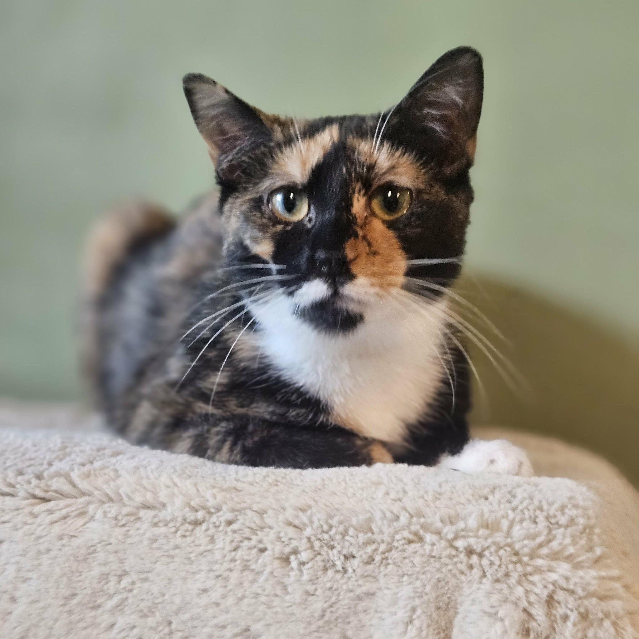 Collette (Beautiful Calico), ADOPTABLE, Kitten Female Domestic Short Hair.