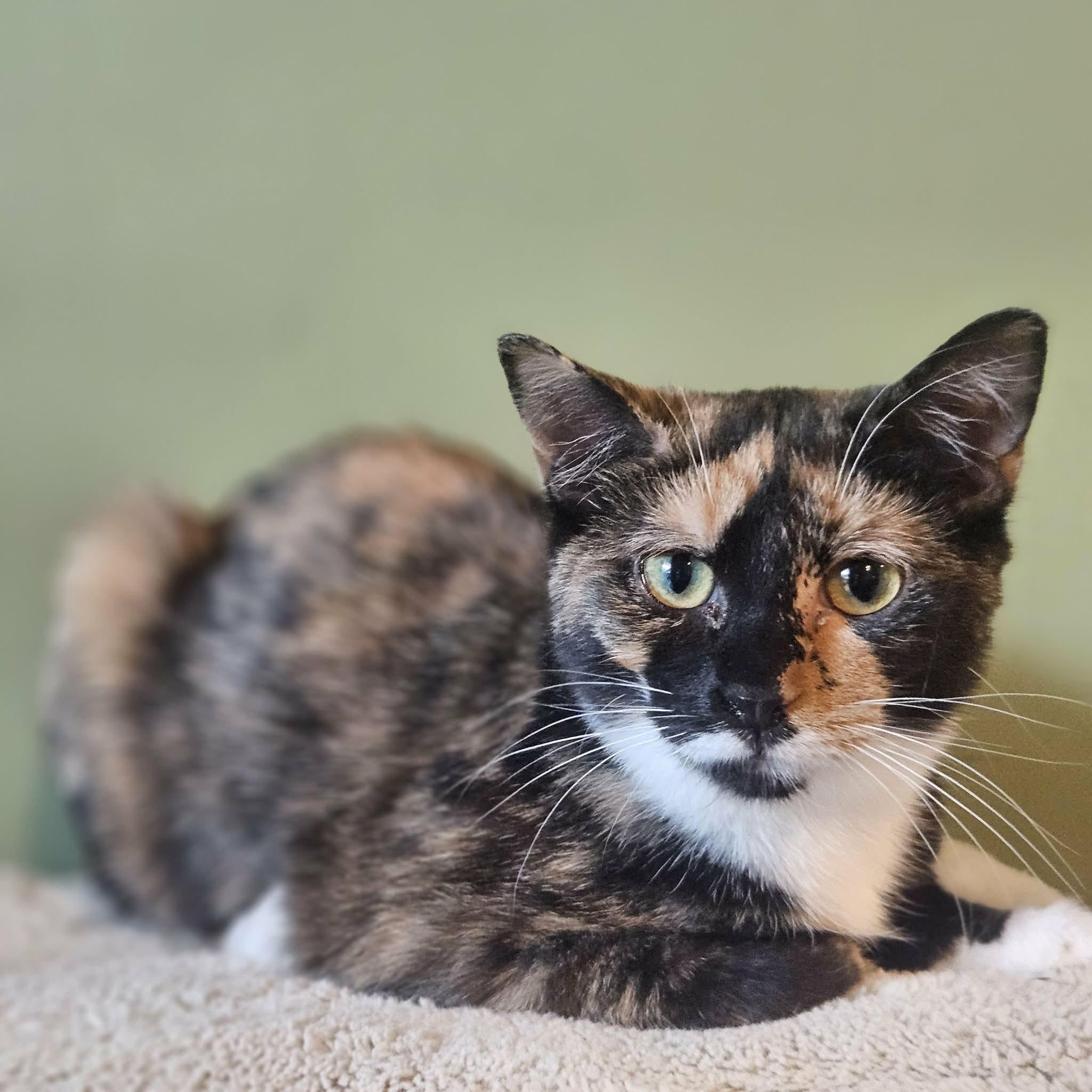 Enlarge Collette - Adoption Pending, an adopted Domestic Short Hair in Rochester, NY image 3/4