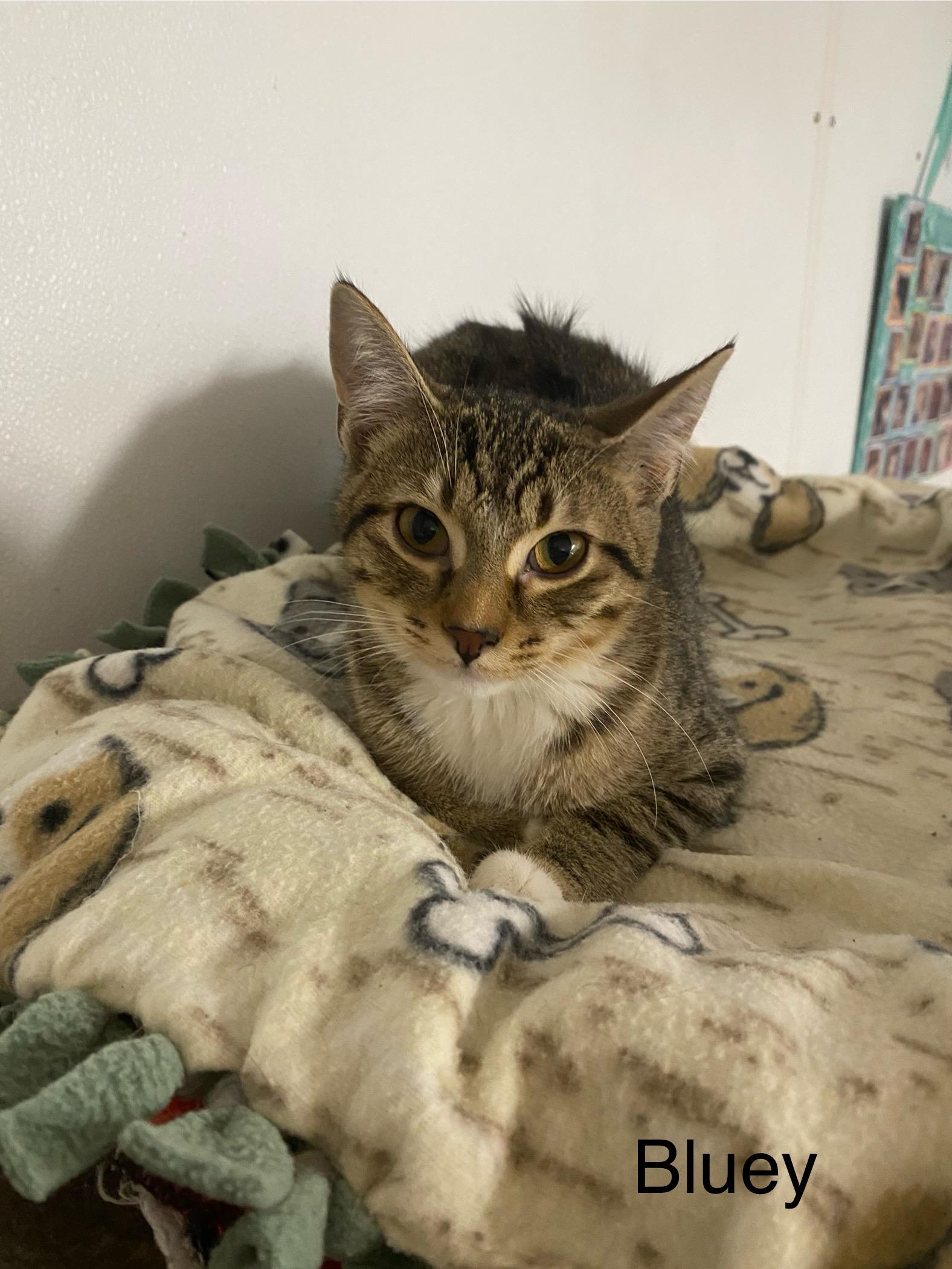 Bluey, Baby Male Tabby
