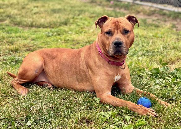 Athena, Adoptable, Adult Female Pit Bull Terrier.