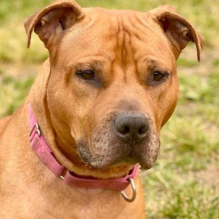 Athena, a Adoptable Pit Bull Terrier in Freeport, NY image 3/6