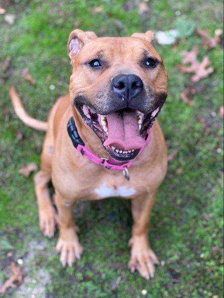 Athena, a Adoptable Pit Bull Terrier in Freeport, NY image 5/6