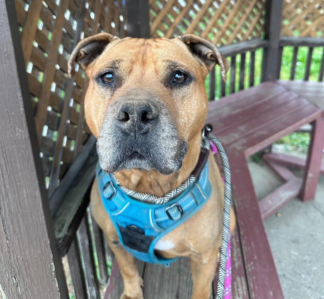 Athena, a Adoptable Pit Bull Terrier in Freeport, NY image 1/6
