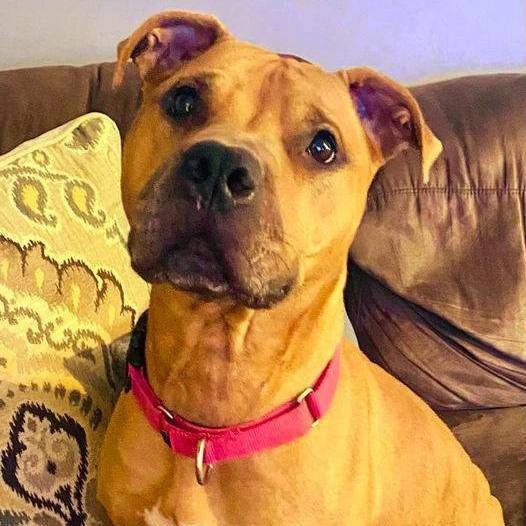 Athena, a Adoptable Pit Bull Terrier in Freeport, NY image 6/6