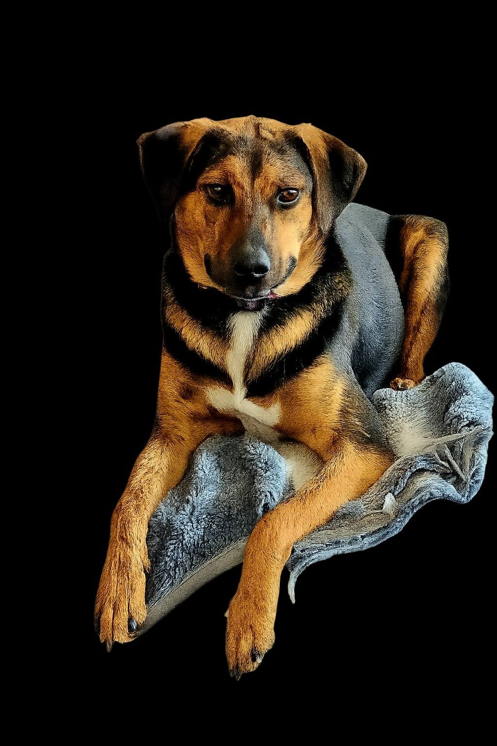 Dipper, a Adoptable Catahoula Leopard Dog in Gainesboro, TN image 1/4