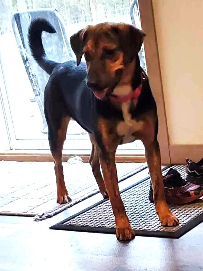 Enlarge Dipper, a Adoptable Catahoula Leopard Dog in Gainesboro, TN image 3/3