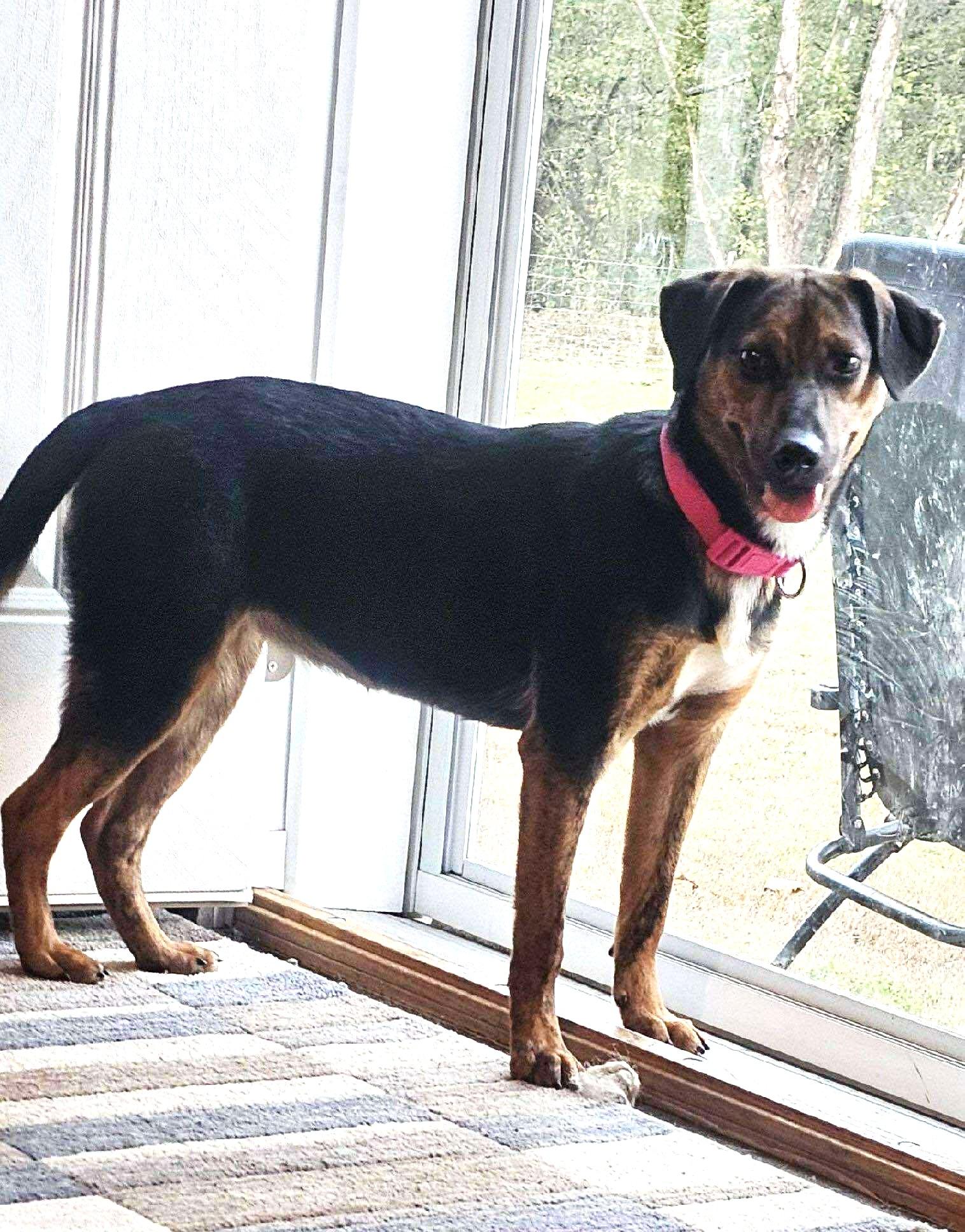 Dipper, Adoptable, Young Female Catahoula Leopard Dog.