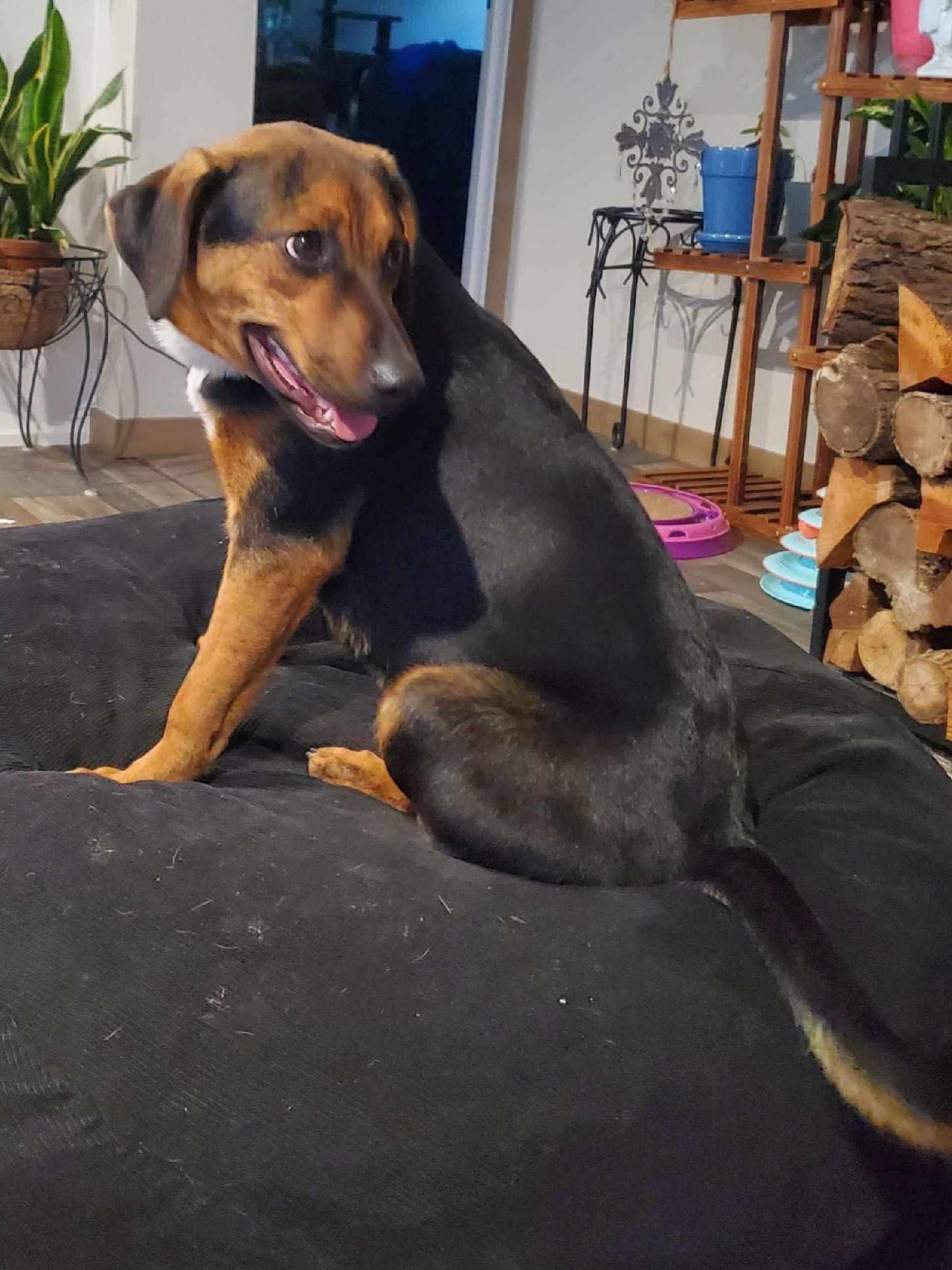 Dipper, a Adoptable Catahoula Leopard Dog in Gainesboro, TN image 3/4