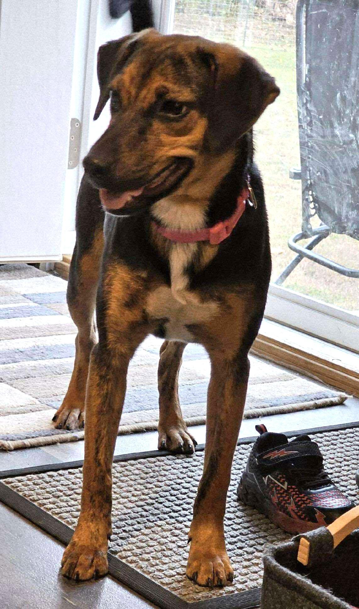 Enlarge Dipper, a Adoptable Catahoula Leopard Dog in Gainesboro, TN image 2/3