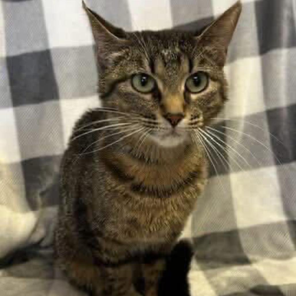 Bean *Meet me at Eagan Petsmart* photo