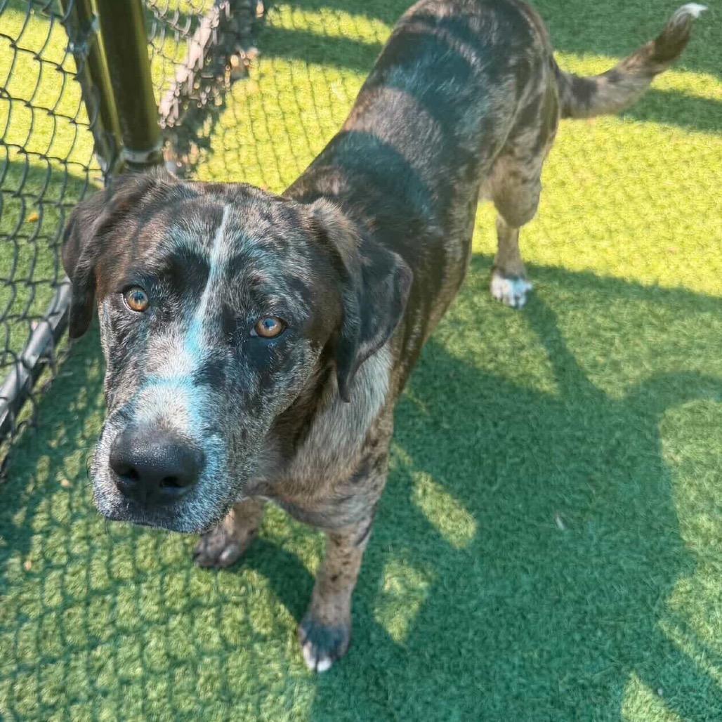 Enlarge Judge, a Adoptable Catahoula Leopard Dog in Brooklyn, NY image 1/6