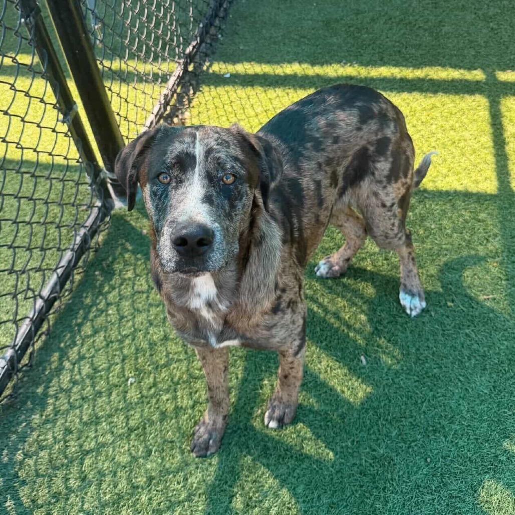 Enlarge Judge, a Adoptable Catahoula Leopard Dog in Brooklyn, NY image 2/6