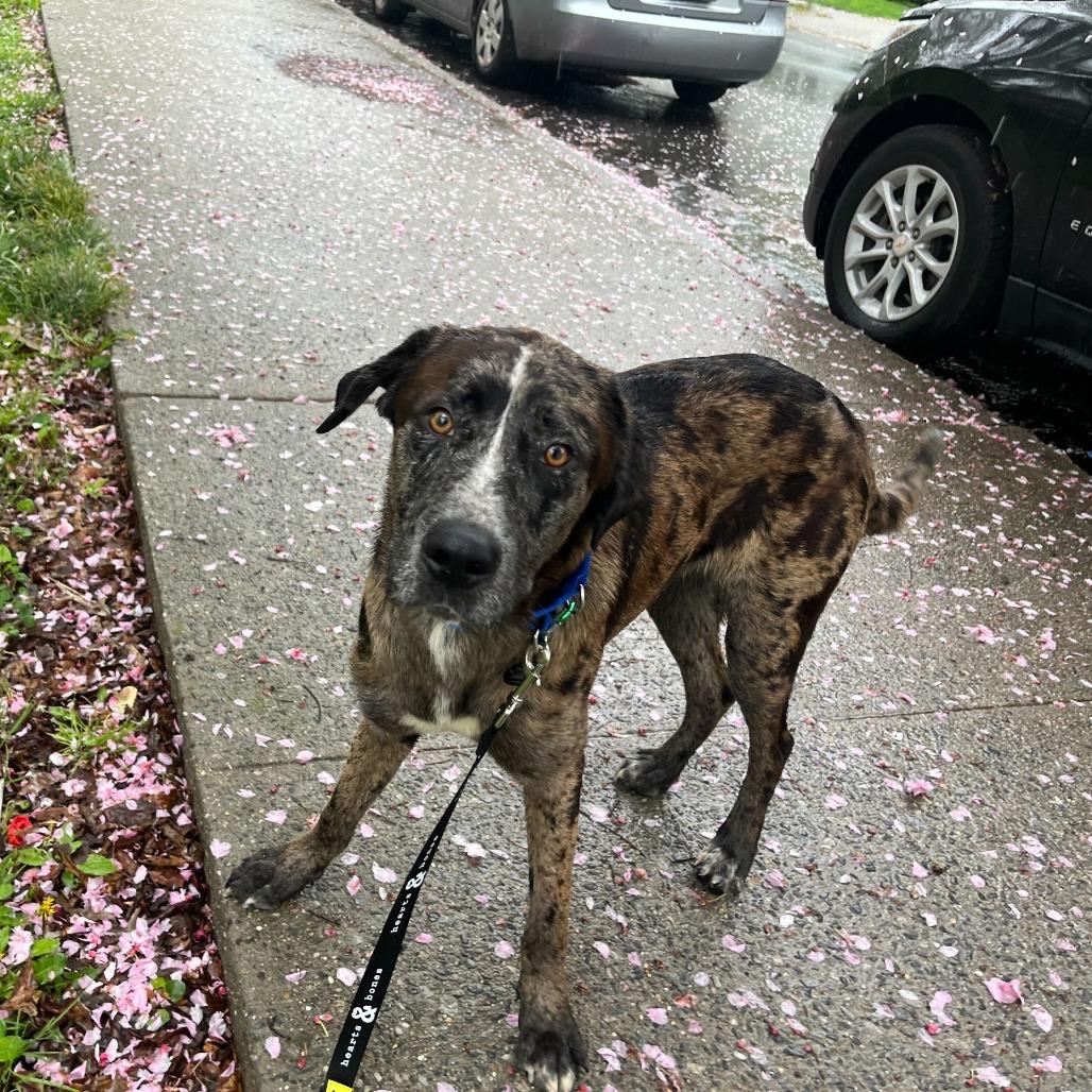 Enlarge Judge, a Adoptable Catahoula Leopard Dog in Brooklyn, NY image 3/6