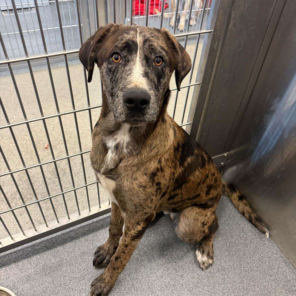 Enlarge Judge, a Adoptable Catahoula Leopard Dog in Brooklyn, NY image 4/6