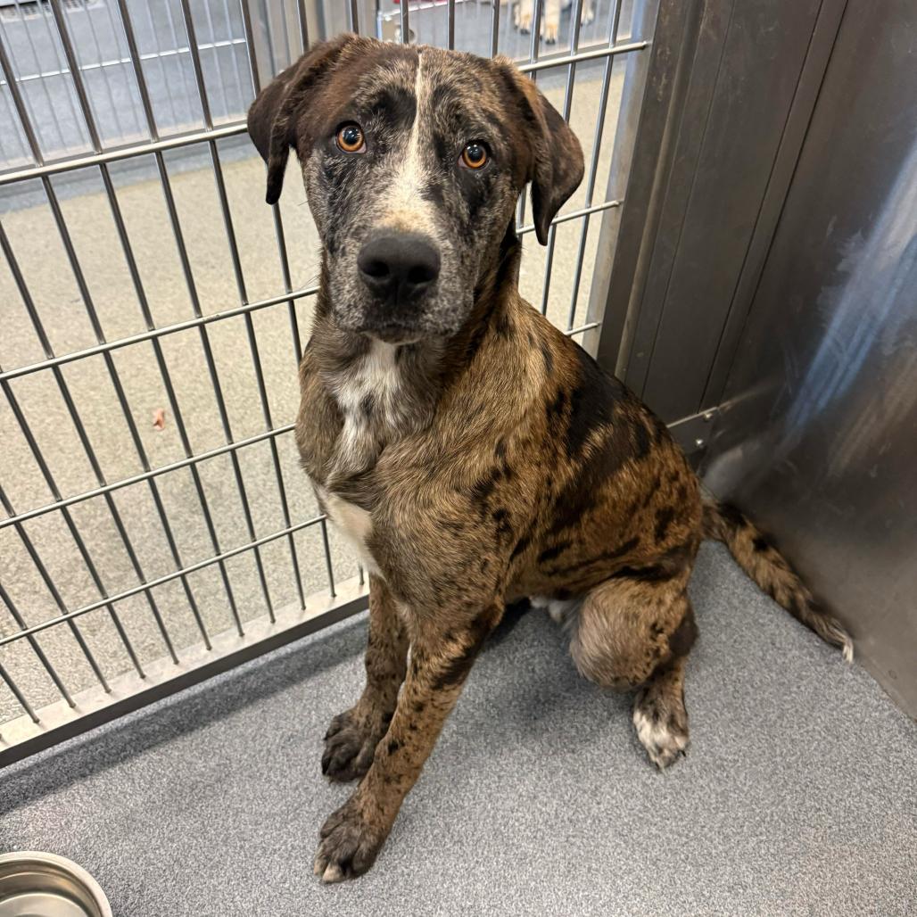 Enlarge Judge, a Adoptable Catahoula Leopard Dog in Brooklyn, NY image 5/6