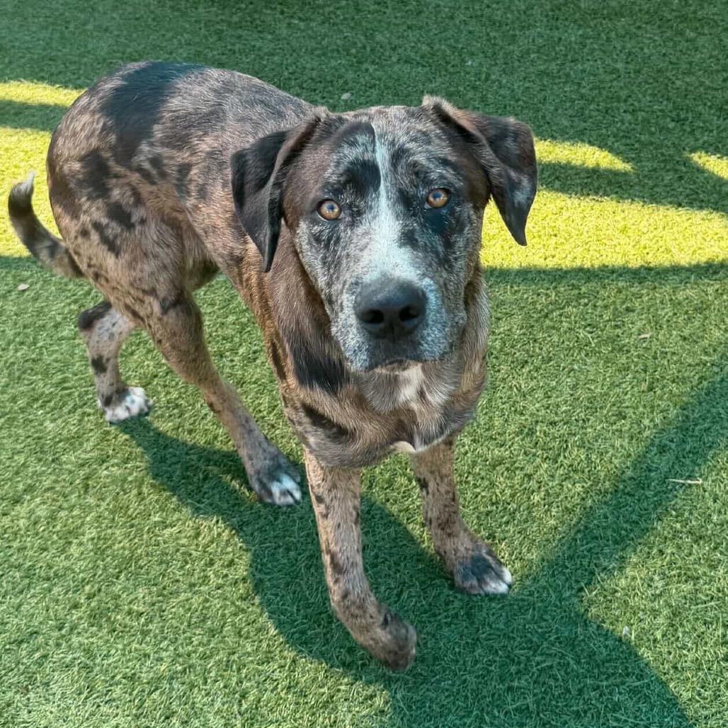 Enlarge Judge, a Adoptable Catahoula Leopard Dog in Brooklyn, NY image 6/6