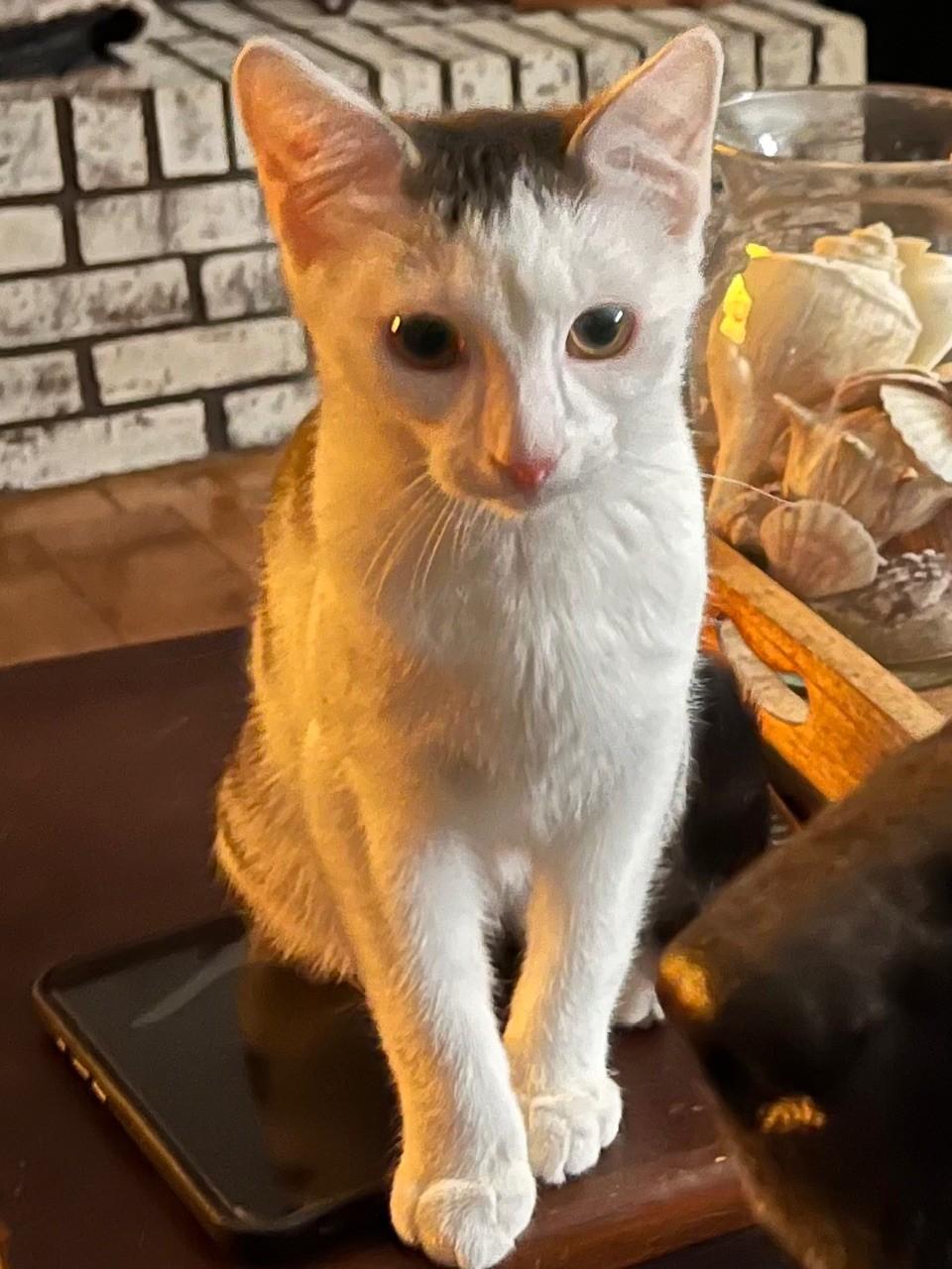 Van, Adoptable, Young Male Domestic Short Hair.