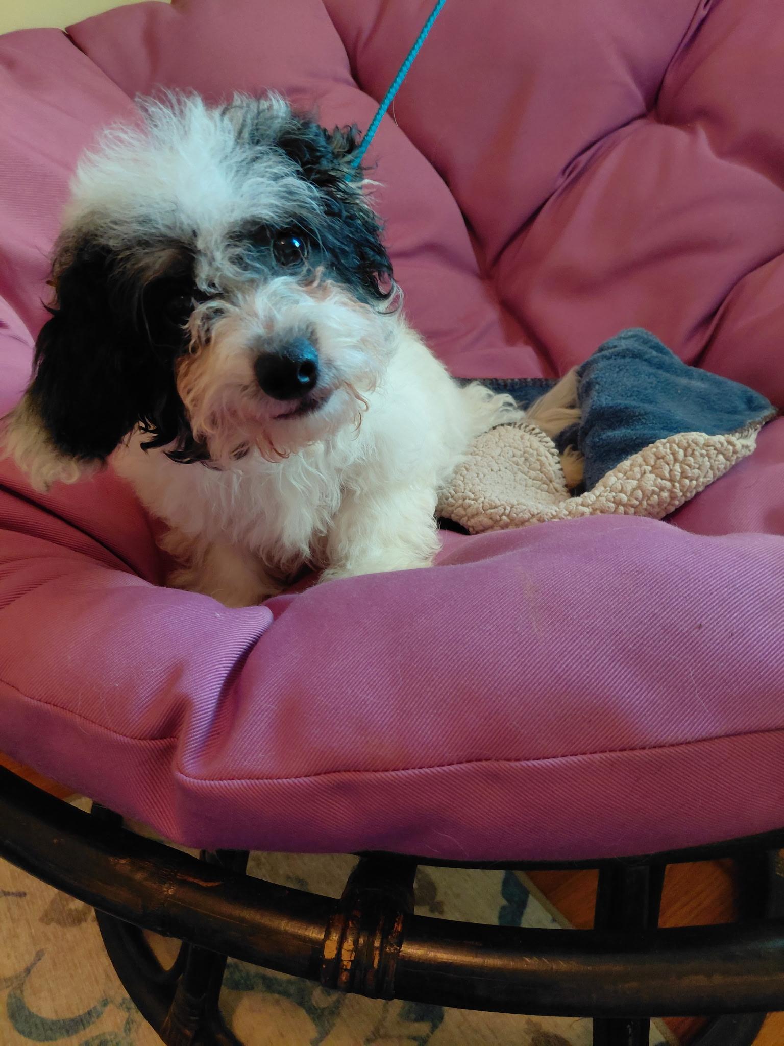 Paris, a ADOPTABLE Cavapoo in Oakland, CA image 2/4