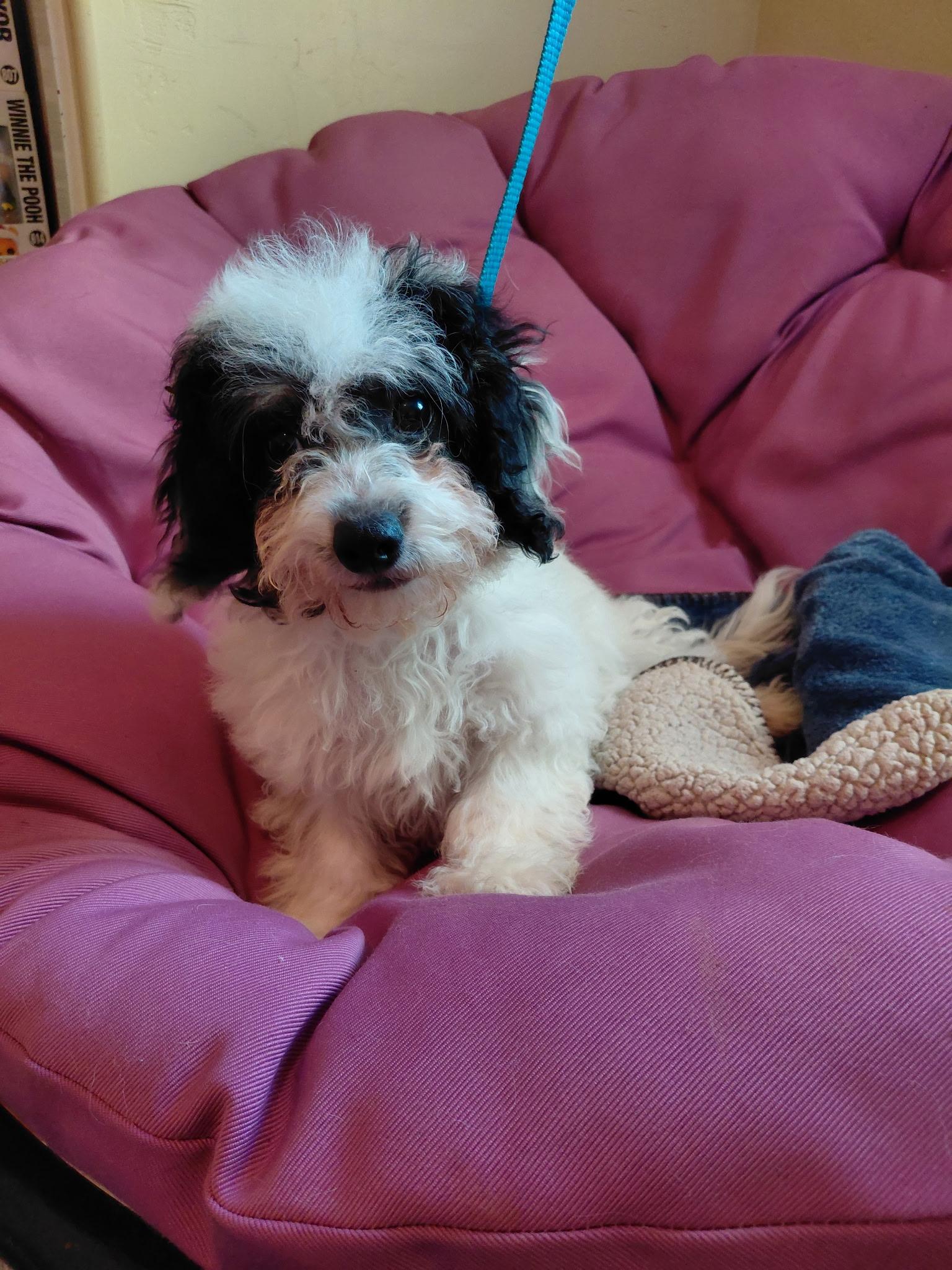 Paris, a ADOPTABLE Cavapoo in Oakland, CA image 4/4