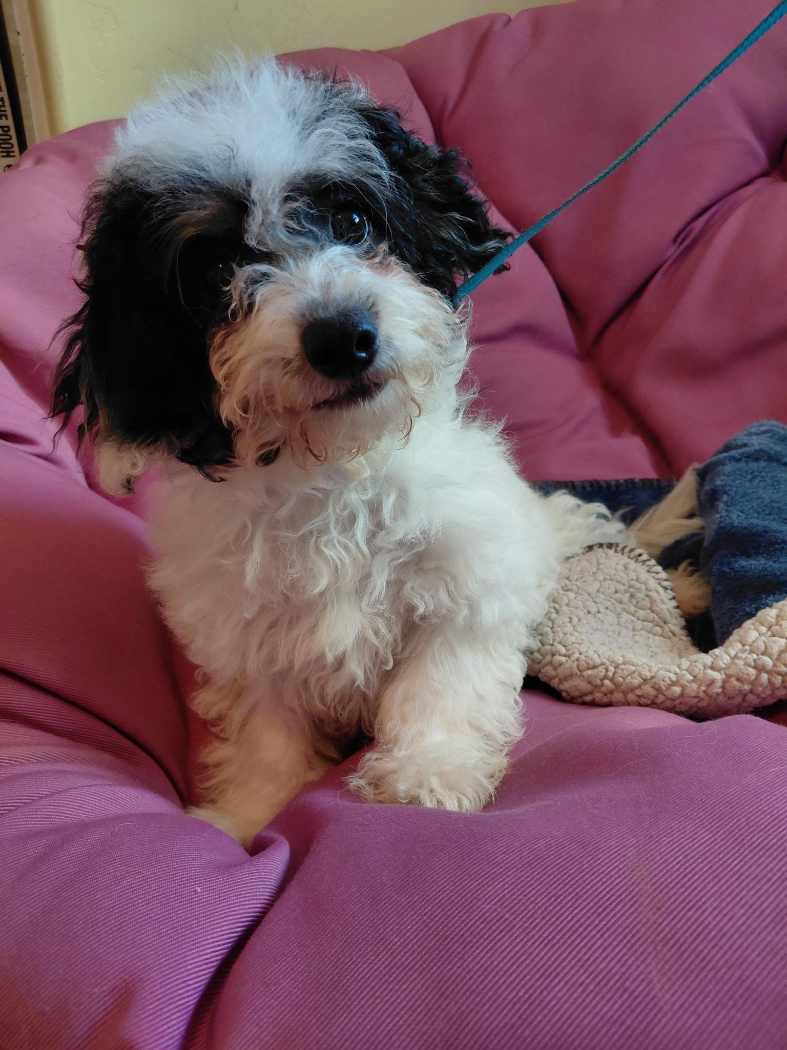 Paris, ADOPTABLE, Young Male Cavapoo.