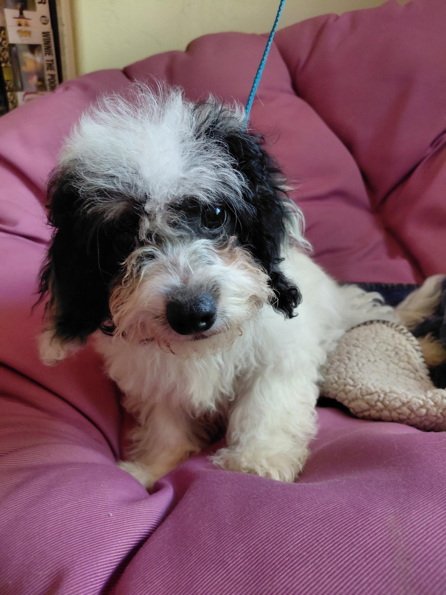 Paris, a ADOPTABLE Cavapoo in Oakland, CA image 3/4