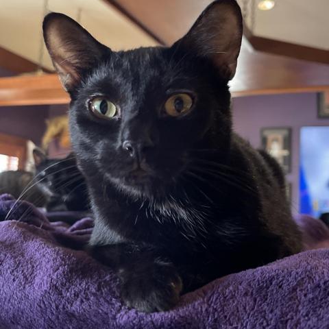 Puddin, a Adoptable Domestic Short Hair in Davie, FL image 1/2