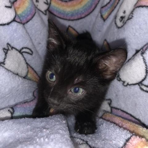 Puddin, a Adoptable Domestic Short Hair in Davie, FL image 2/2